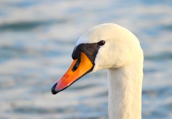 Beautiful elegant swan