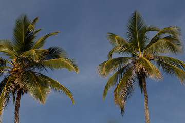 Fototapeta na wymiar coconut palms with sky at background