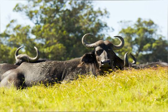 Young buffalo lying in grass