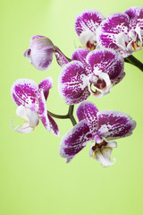 Fototapeta premium Orchid