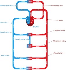 Circulatory system