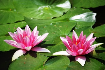 Pink water lilies at Isola Madre, Italy