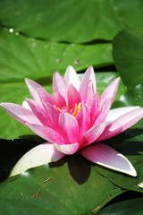 Pink water lily