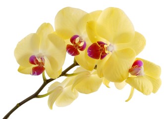 yellow pretty orchid flower
