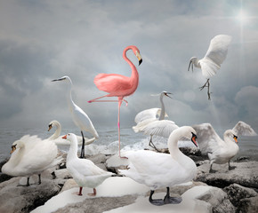 Obrazy na Plexi  Wyróżnij się z tłumu - Flamingi i białe ptaki