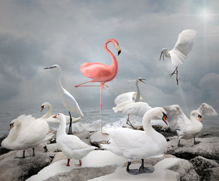 Stand out from a crowd - Flamingo and white birds