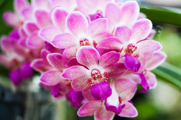 orchids © naviya