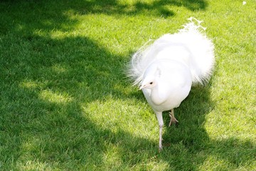 Peacock white on the Isola Madre Lake Maggiore, Italy