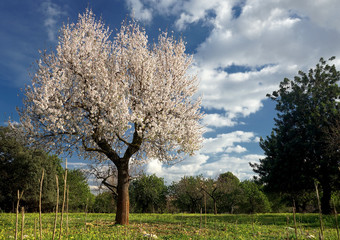 blossoming almond tree