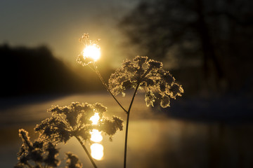 Plant with ice crystals in evening sun