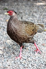 Lophura nycthemera Silver Pheasant Hen on the Isola Madre Italy 