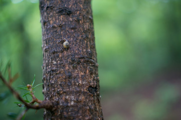 Snail crawling on a tree