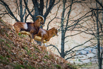 Mountain ram in the fall on a slope in a native habitat