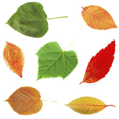 Different colorful leaves, isolated on white