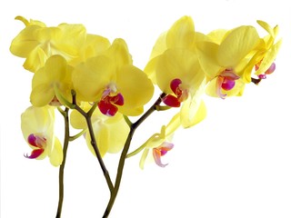 Fototapeta na wymiar yellow pretty orchid flower