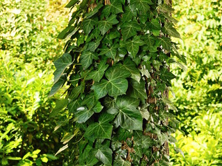 Green ivy on the tree in the garden