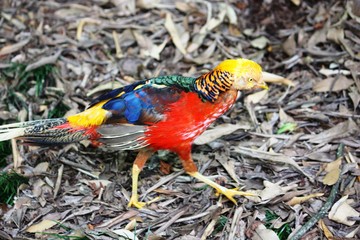 Golden pheasant in the forest