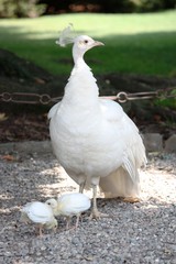 Fototapeta premium White Peacock with chicks on the Isola Madre, Italy 