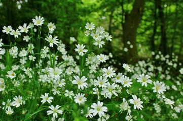 Forest floor with white chickweed, stellaria holostea