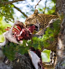 Foto op Canvas Leopard is eating prey on the tree. National Park. Kenya. Tanzania. Maasai Mara. Serengeti. An excellent illustration. © gudkovandrey