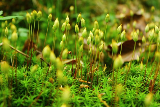 Forest floor covered with sedum grass, sagina subulata