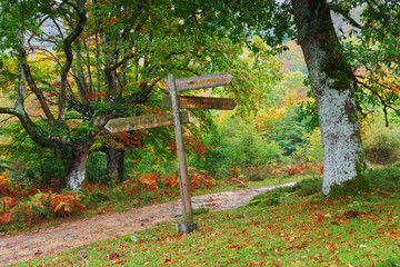 wooden signpost in forest