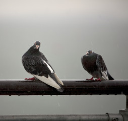 Raining on the Pigeons. Two pigeons sit very patiently in a sudden summer downpour as they get very...