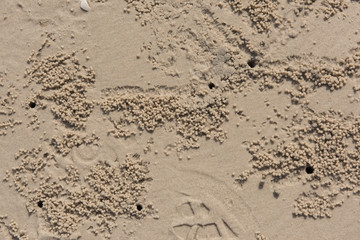 Texture of the beach sand is covered with small crabs traces. premium resolution