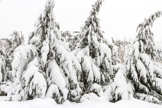 Fototapeta Fir trees laden with snow after a snowfall