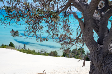 Tree in the middle of Sand Dune at Tangalooma Island