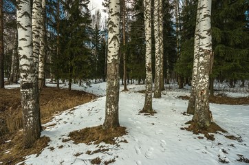 Winter snowy forest in the vicinity of St. Petersburg
