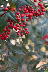 Glossy green leaves and bright red berries (Nandina Domestica)