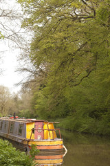 Avon Canal.  In Spring the trees still clearly show the lines of their branches through the regrowth of the foliage after winter.