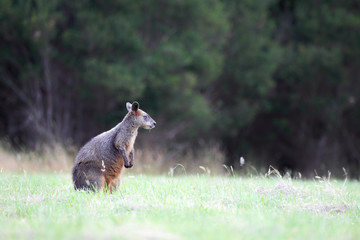 Sumpfwallaby (Wallabia bicolor)