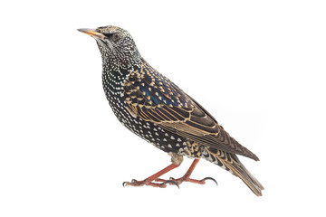 Starling