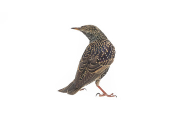 Starling