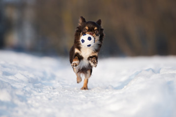 chihuahua puppy running with a ball outdoors