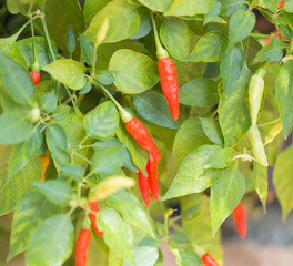 Red Chili pepper in backyard garden