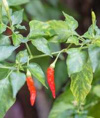Red hot Chilli pepper in the garden