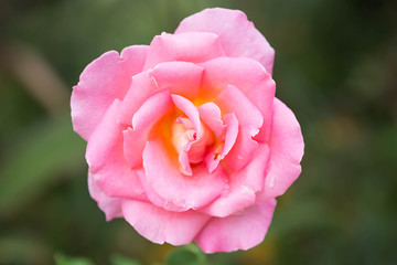 pink rose