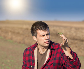 Farmer looking at seedling in the field