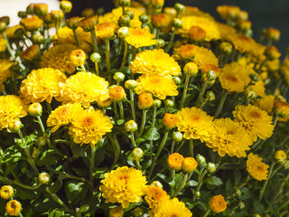 Basket of mums.