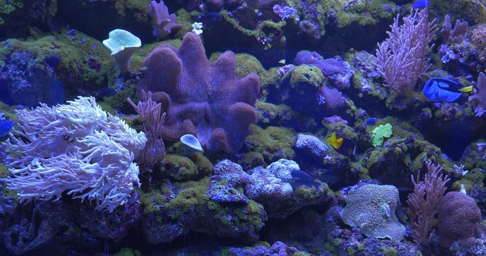 Zebrasoma Flavescens, Paracanthurus Hepatus Among Corals, Mushroom Coral, Sarcophyton, Sinularia, Paramuricea