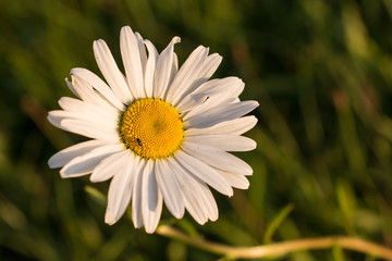 Obraz premium Abstract floral background with Marguerites 