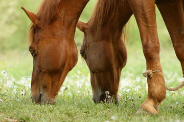 pair of horses close up