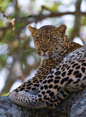Leopard is lying on a tree. National Park. Kenya. Tanzania. Maasai Mara. Serengeti. An excellent illustration