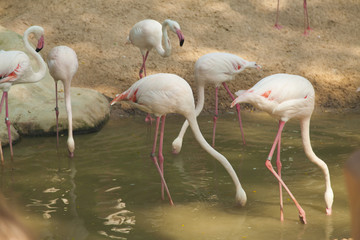 Flamingo in a pond