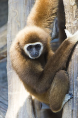 Fototapeta premium Monkeys in a zoo
