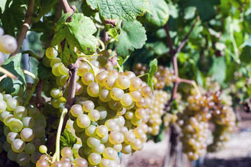 Vineyard harvest. Ripe grapes in fall