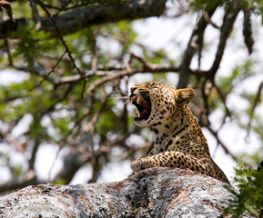 Leopard lying on a tree and yawns. National Park. Kenya. Tanzania. Maasai Mara. Serengeti. An excellent illustration.
